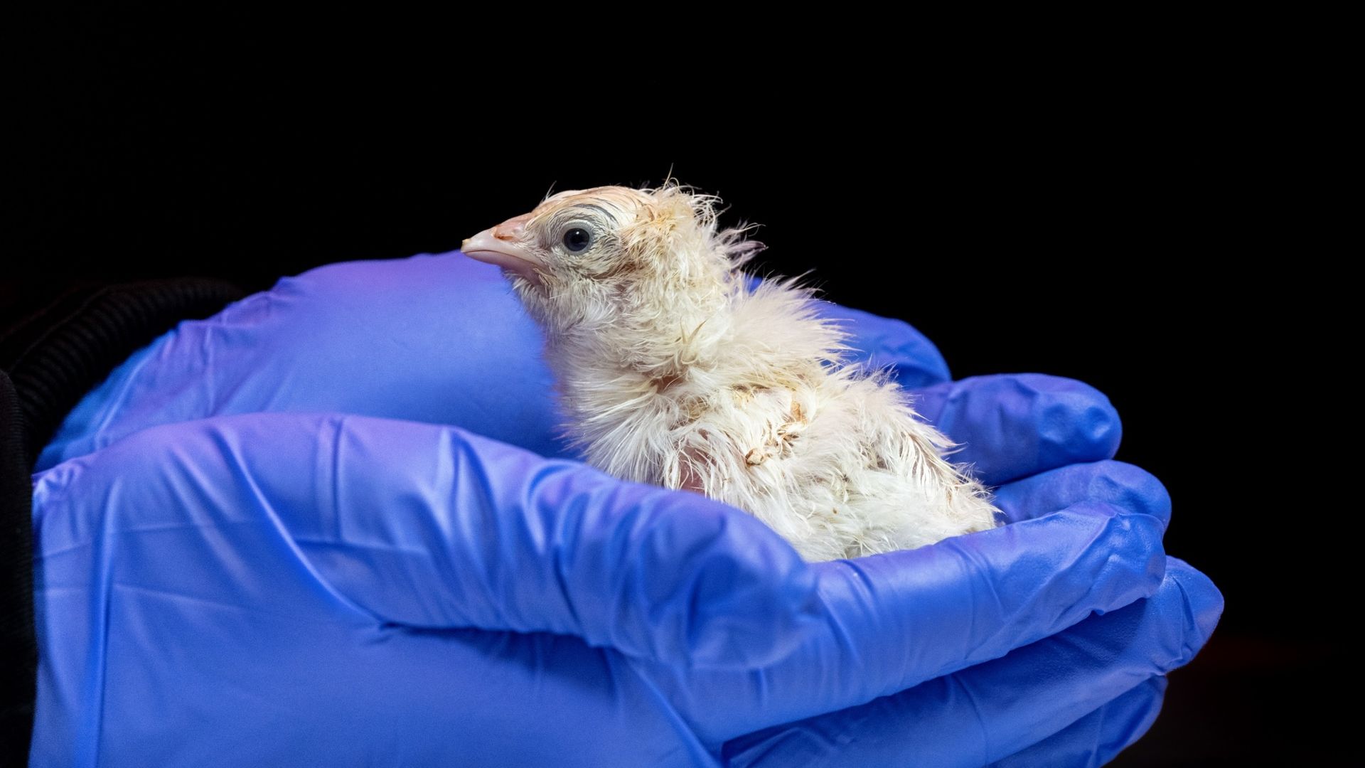 Pictured: First chicks hatched from artificial eggs, according to biosciences firm