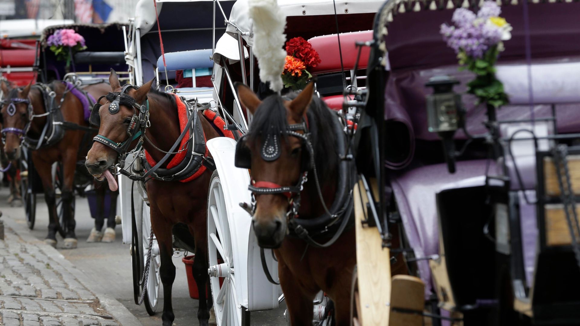 Teenager dies in horse-drawn carriage accident in New York City
